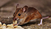 24 Hour & Emergency Exterminators in Waynesboro, PA